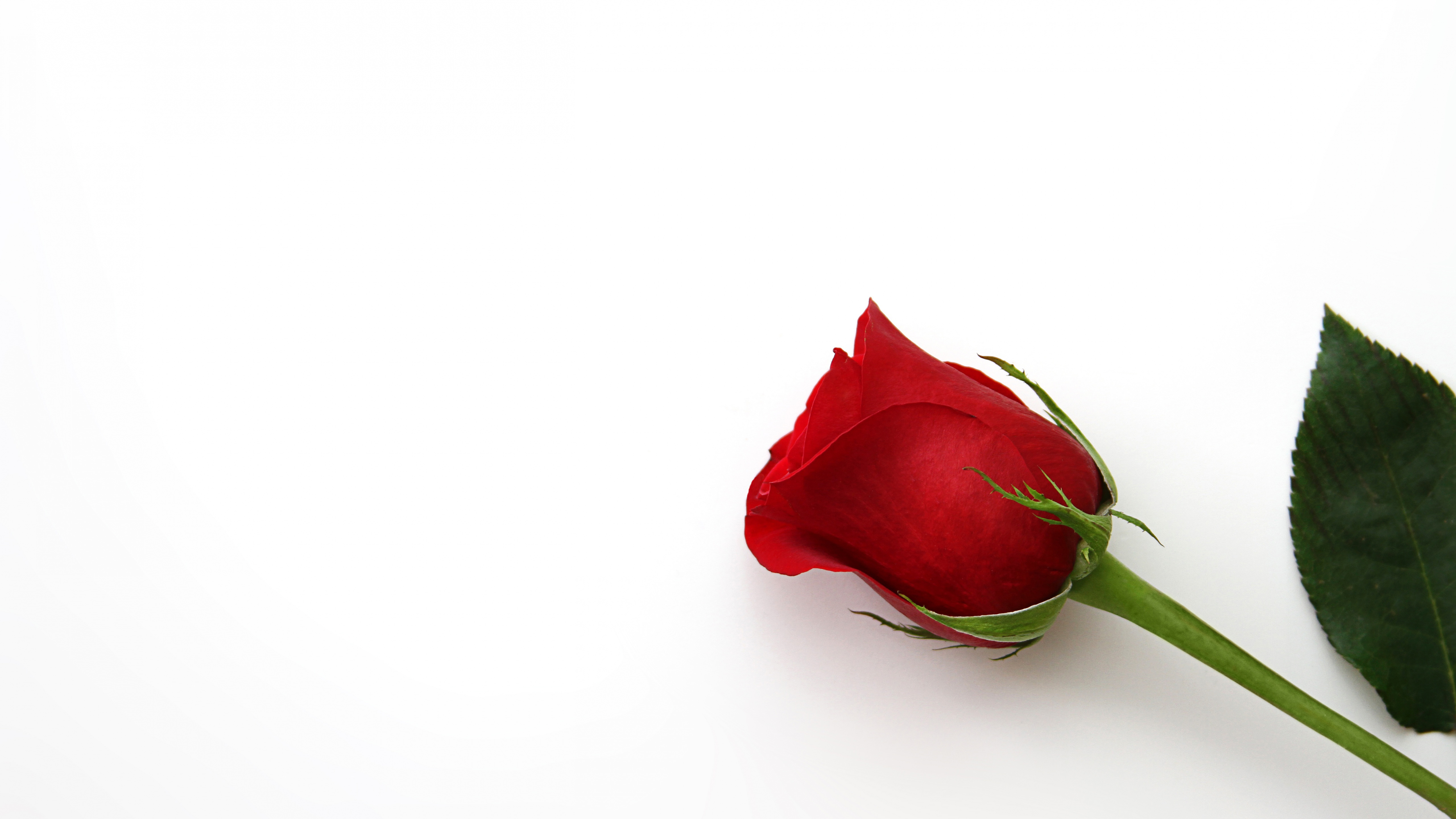 Red Rose Ultra Hd - HD Wallpaper 