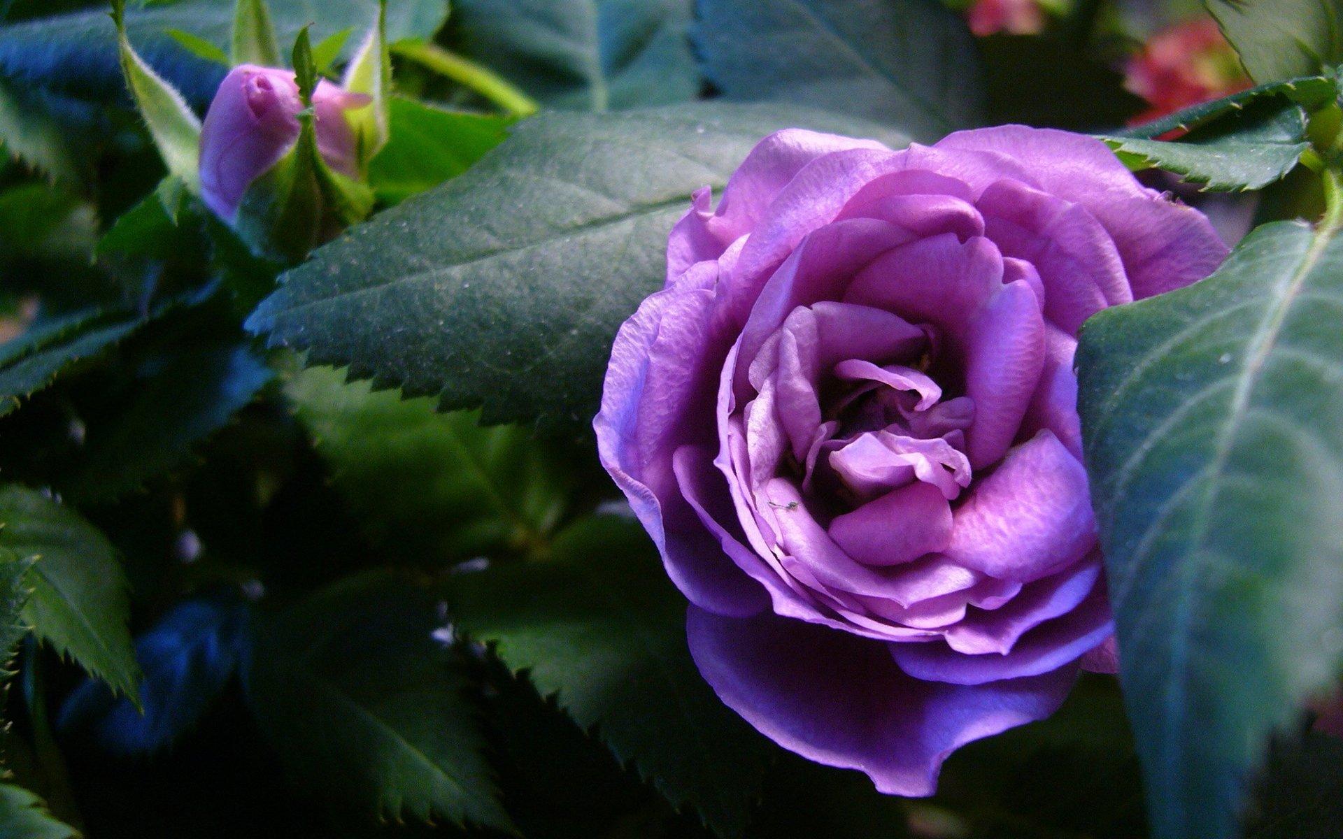 Beautiful Violet Roses Wallpaper Hd - HD Wallpaper 