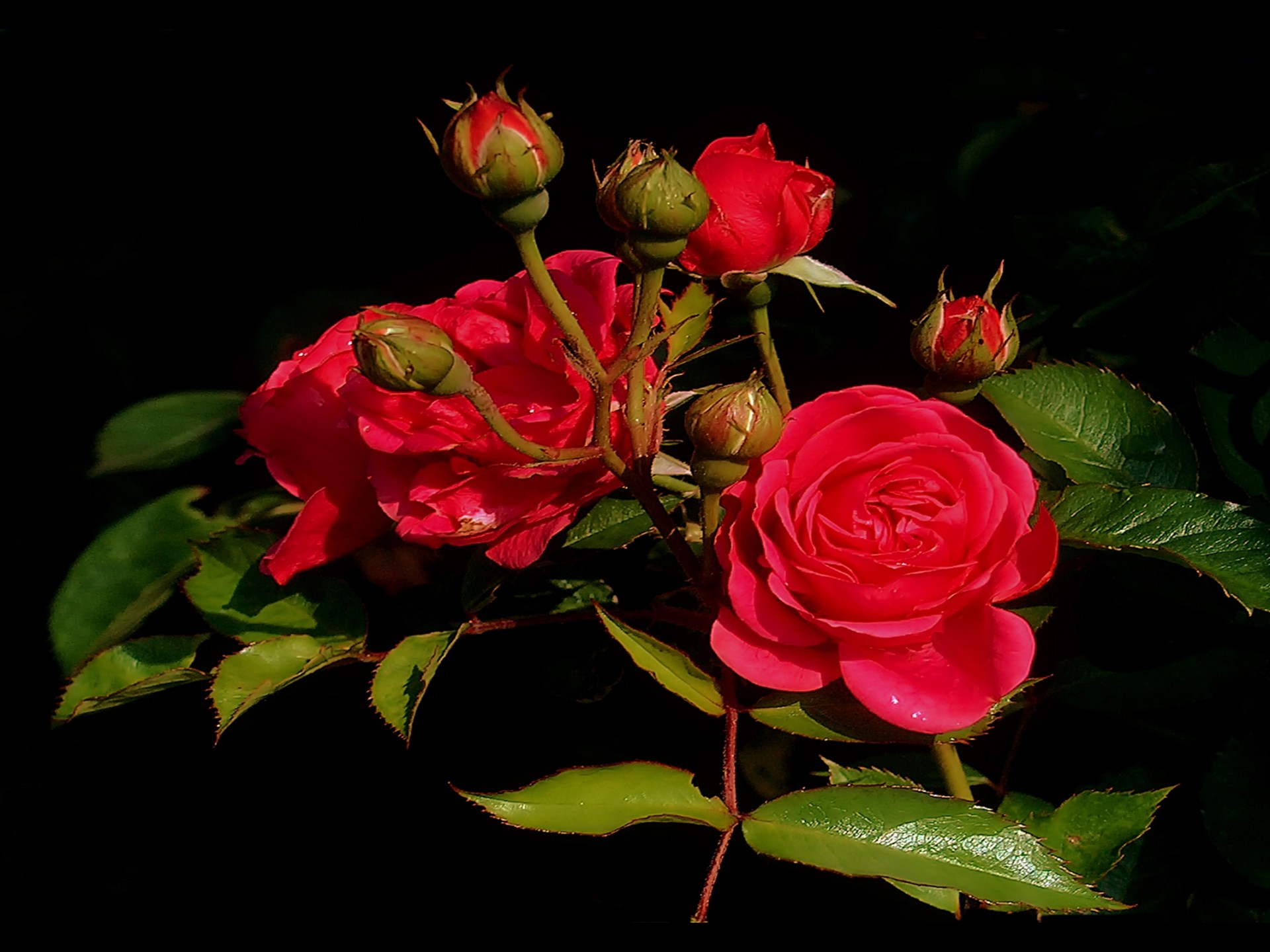 Habitat Of Rose Plant 1920x1440 Wallpaper teahub.io