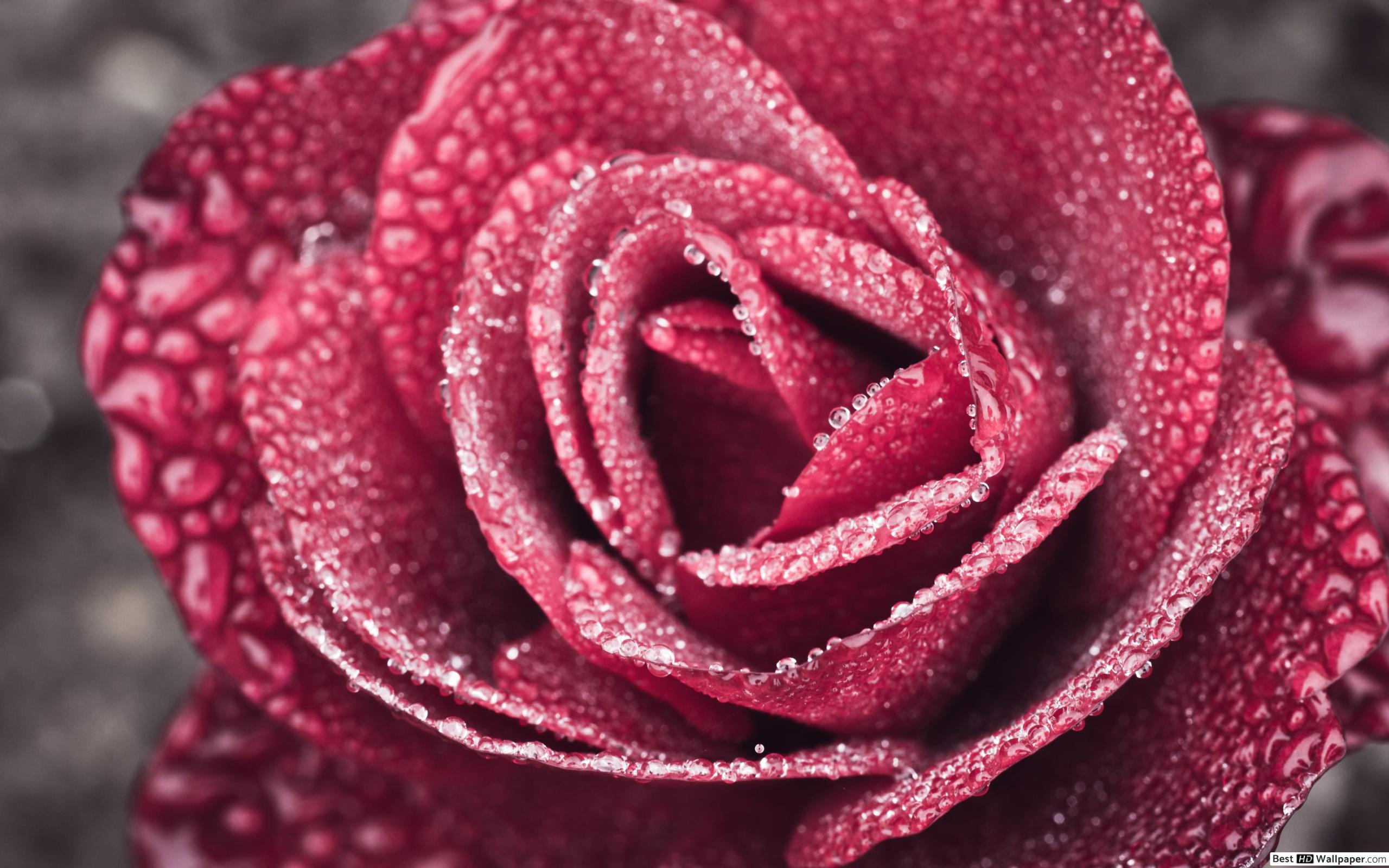 Wallpaper - HD Wallpaper 
