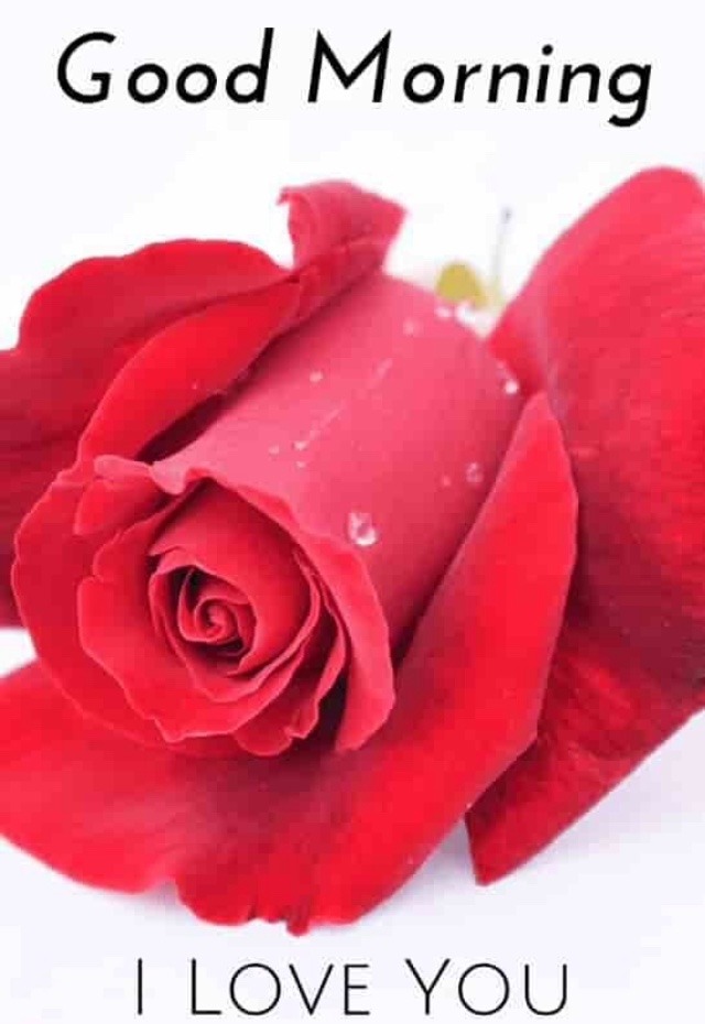 Best Red Rose Good Morning I Love You Image - Rose Good Morning Images Hd - HD Wallpaper 