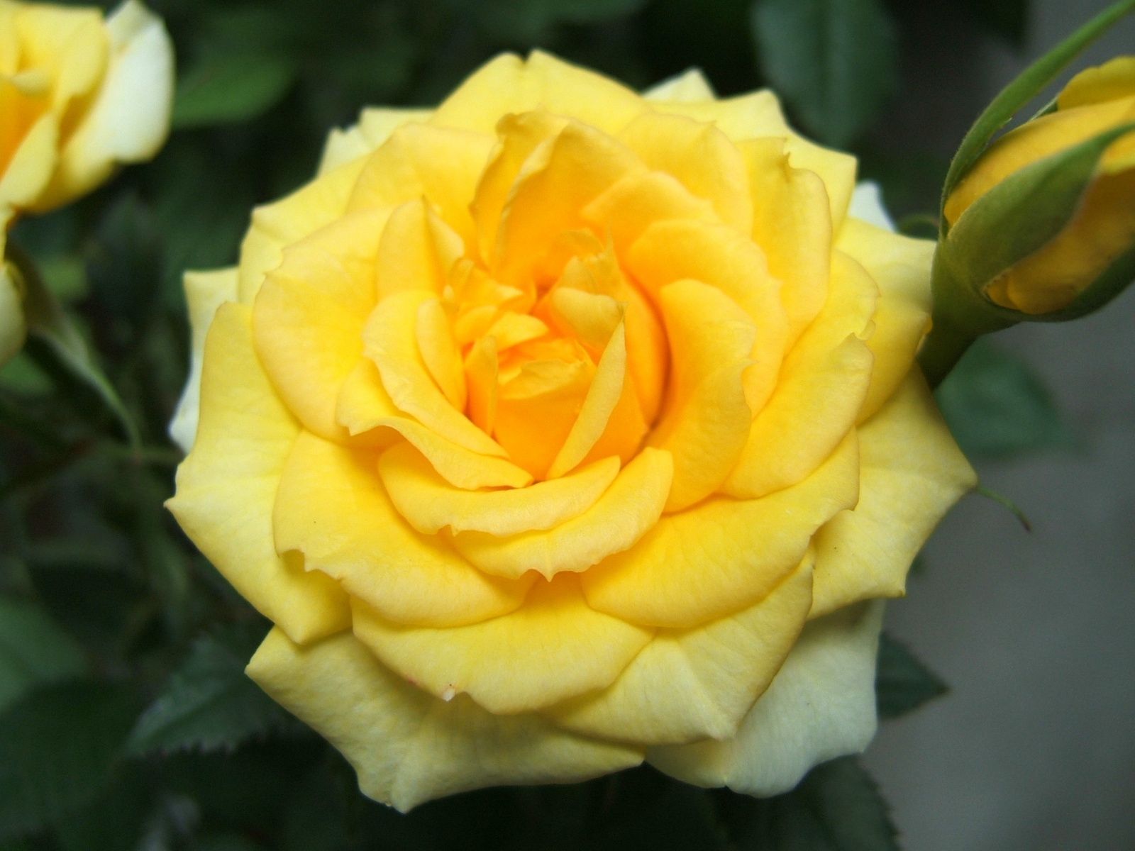Yellow Rose Images Hd Download - HD Wallpaper 