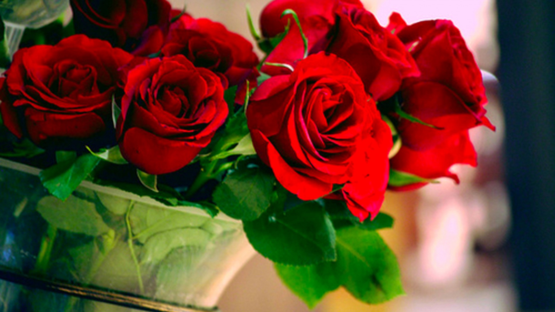Beautiful Roses Wallpaper - HD Wallpaper 