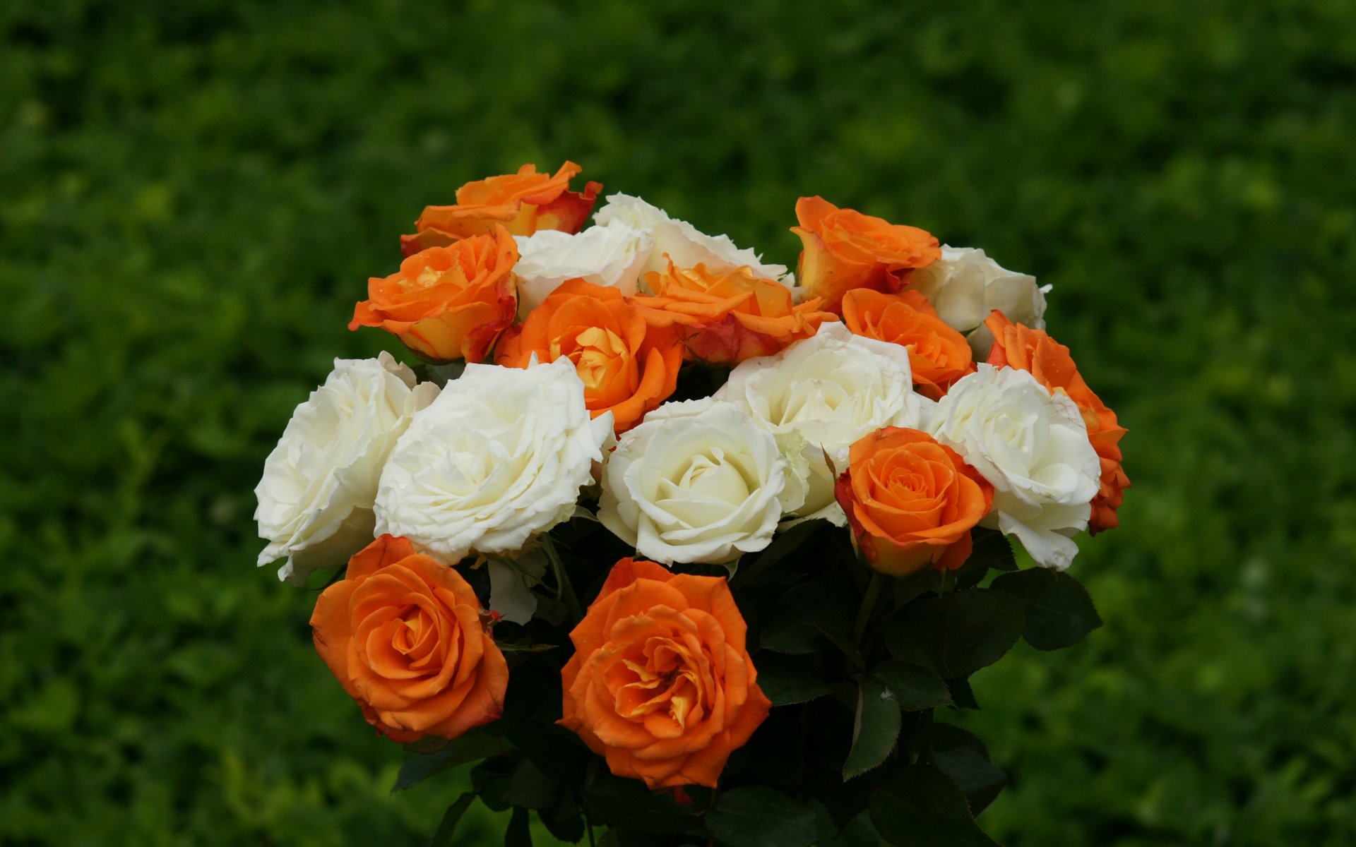 White And Orange Roses - HD Wallpaper 