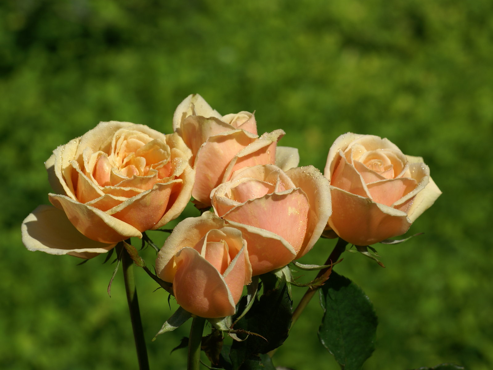 Most Beautiful Peach Roses - Rosas Color Melocoton - HD Wallpaper 