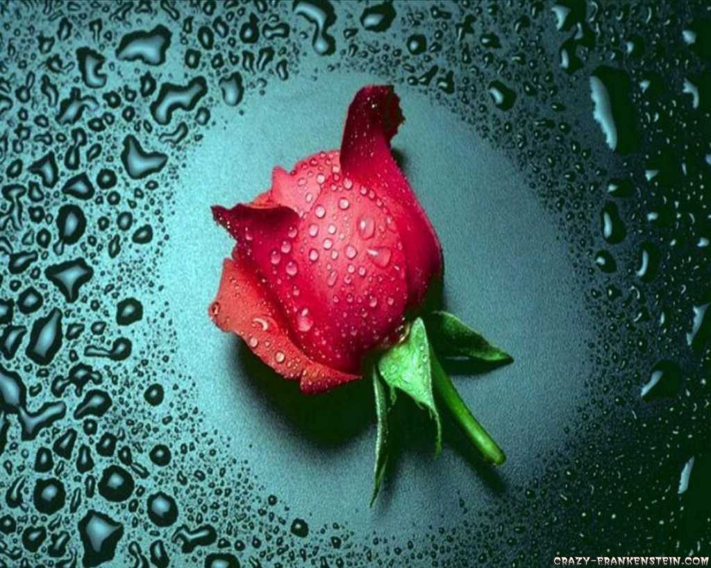 Red Rose Wallpaper For Mobile - Roses Flowers Wallpaper Hd - HD Wallpaper 