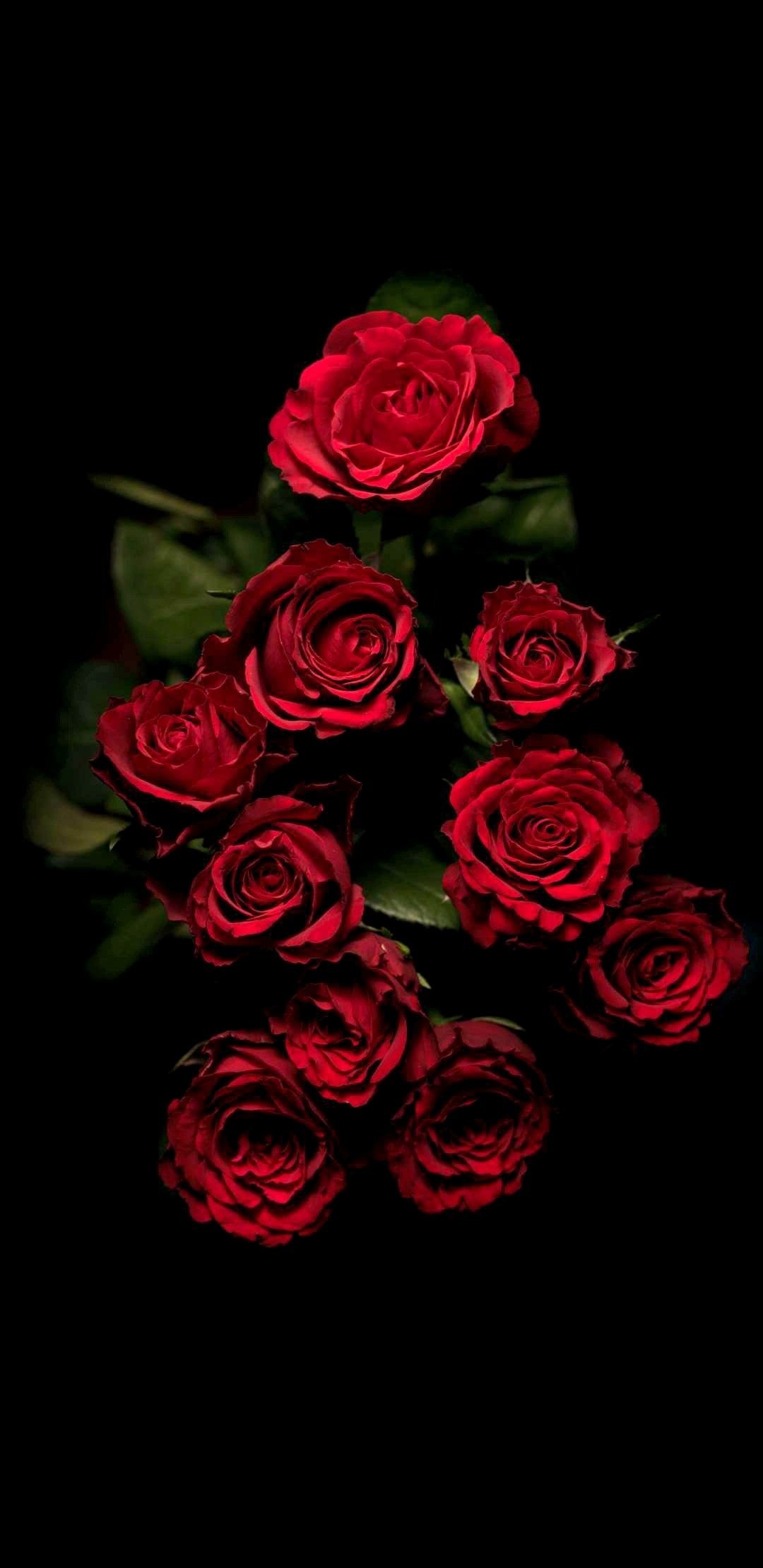 The Most Beautiful Color For A Rosered - Rose Background - 1080x2220  Wallpaper 