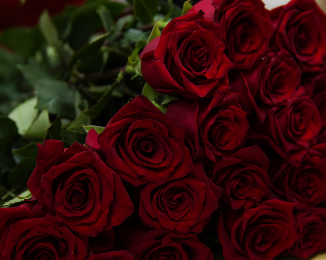 Beautiful, Flowers, Red Roses, Wallpaper - Full Screen Red Rose - 1280x1024 Wallpaper Beautiful, Flowers, Red Roses, Wallpaper - Full Screen Red Rose - 1280x1024 Wallpaper