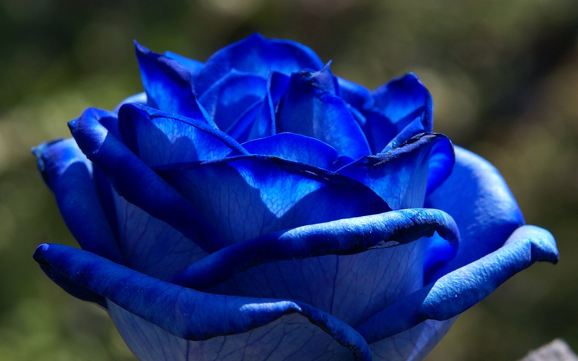 Do Blue Roses Exist - HD Wallpaper 