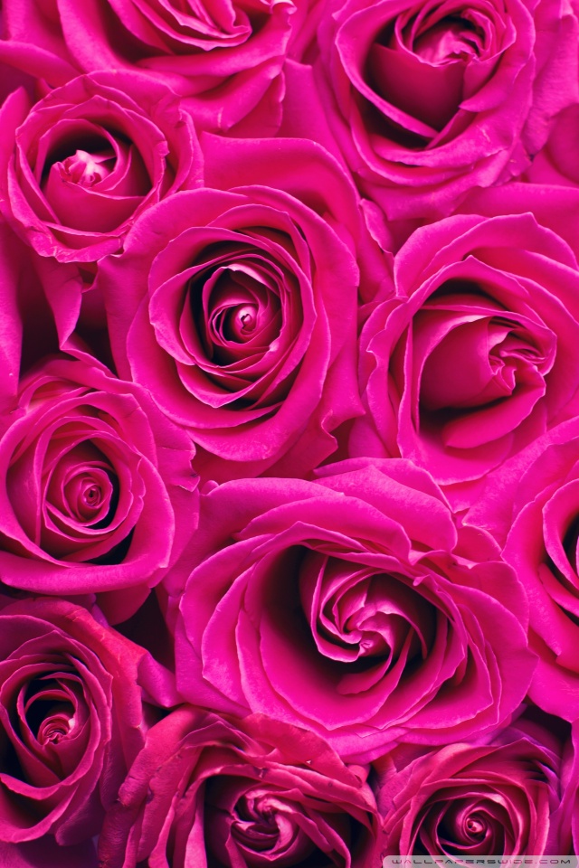 Beautiful Flower Wallpaper Of Rose - HD Wallpaper 