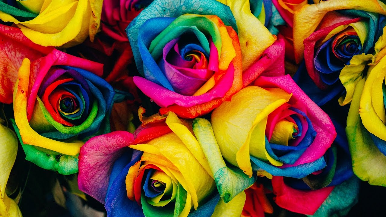 Colorful Rose - HD Wallpaper 