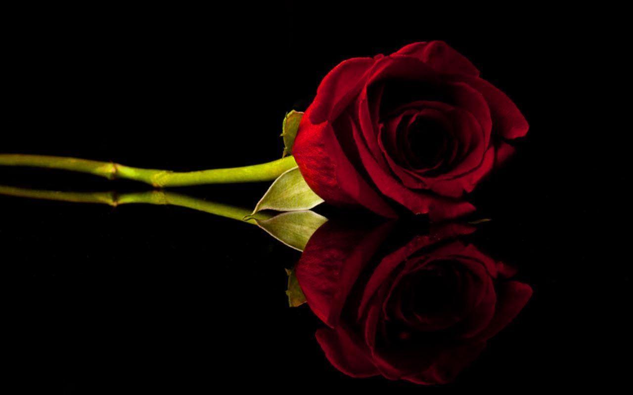 Red Rose Images Wallpapers Hd Photos Download Free - Rose With Black  Background - 1280x800 Wallpaper 