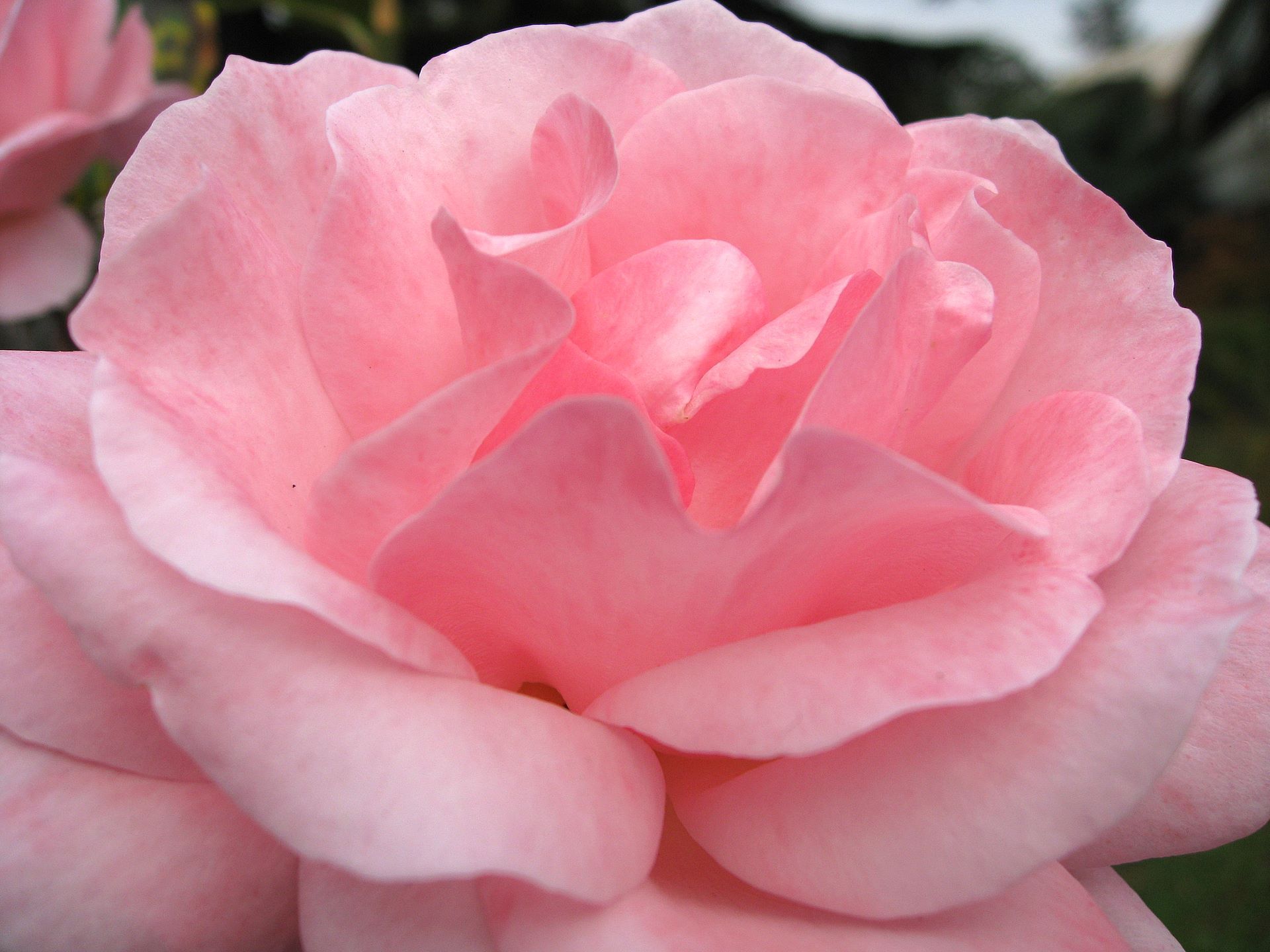 Beautiful Rose Wallpapers Hd Widescreen Rose Wallpaper Download