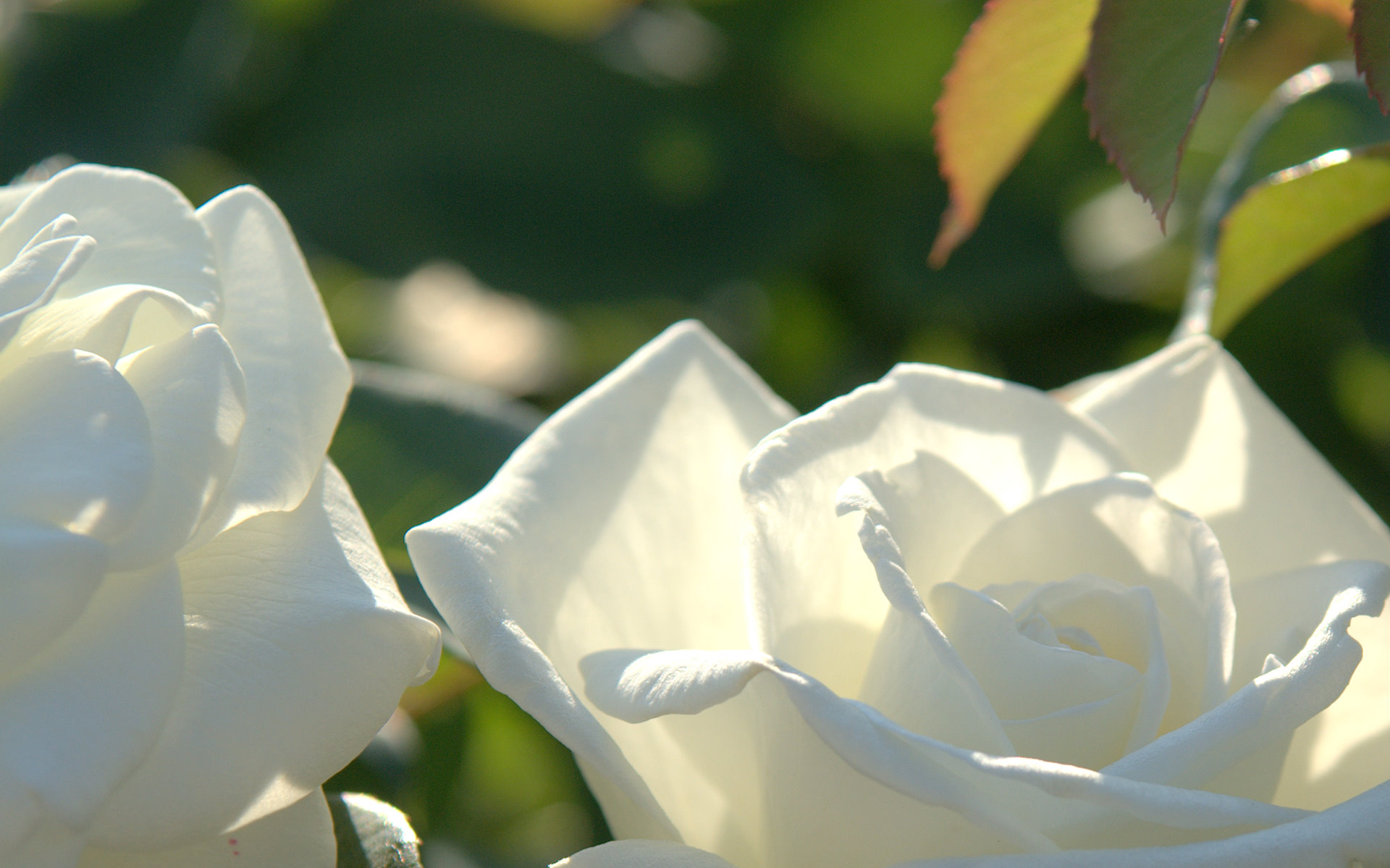 Beautiful White Rose - Beautiful Light White Rose - HD Wallpaper 