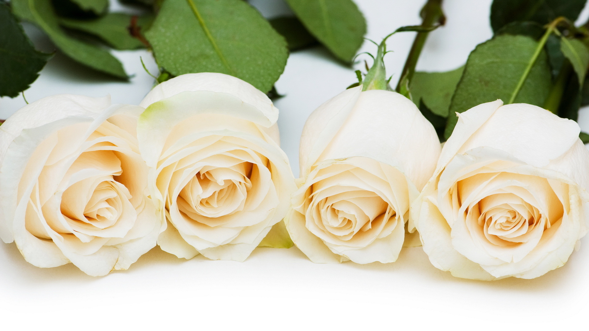 Four White Roses - HD Wallpaper 
