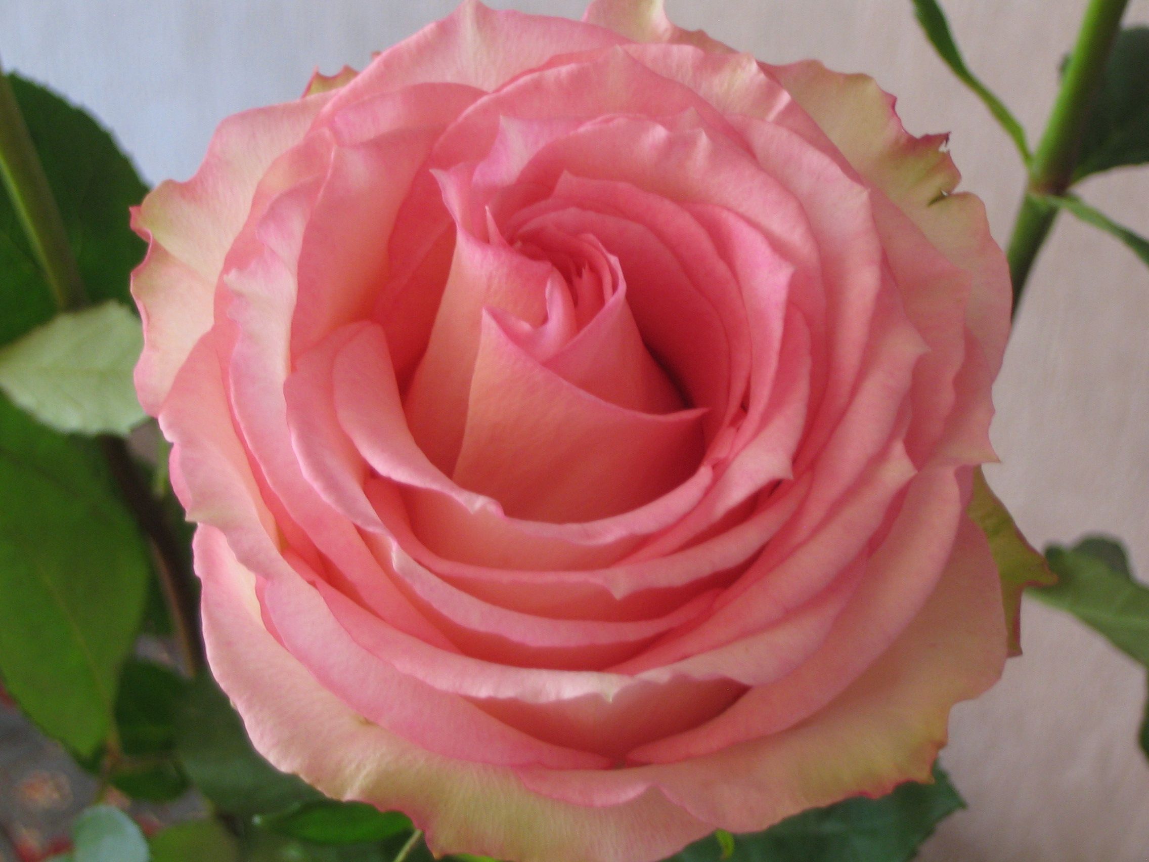 Beautiful Love Lovely Rose - HD Wallpaper 
