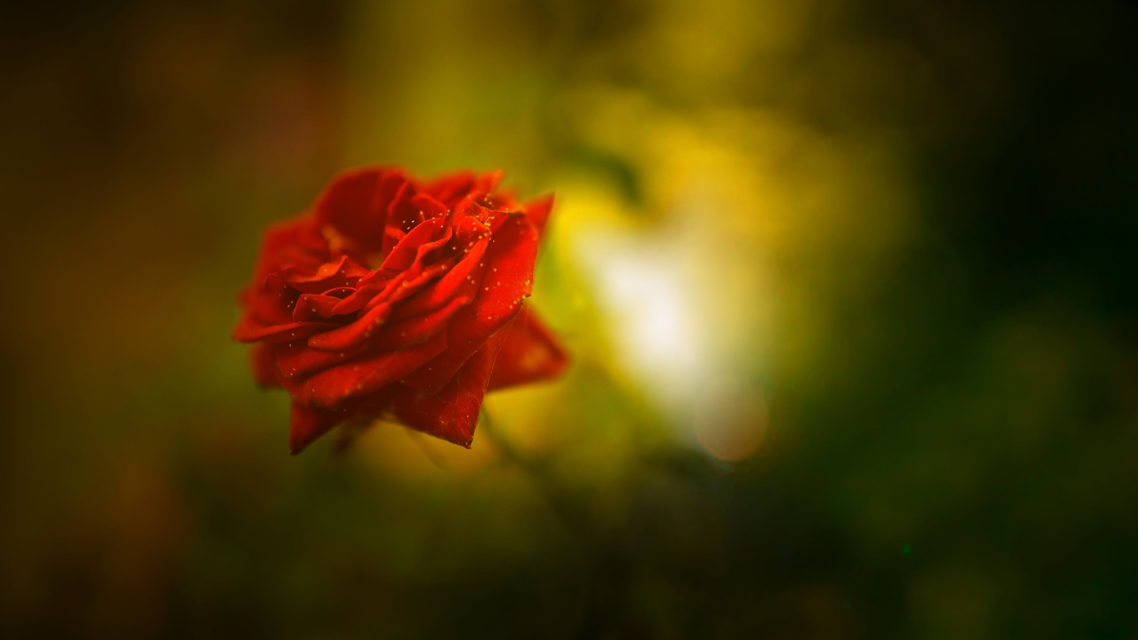 Hd Wallpapers Rose Digital - HD Wallpaper 