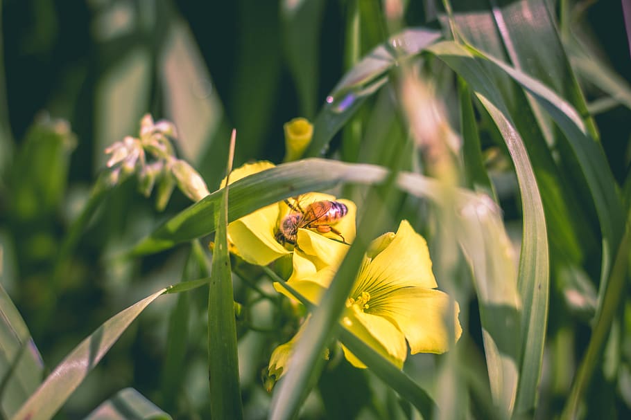 Honeybee - HD Wallpaper 