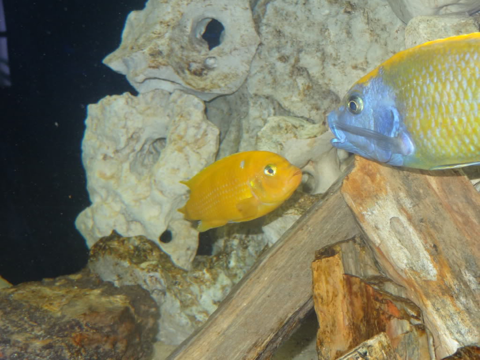 Coral Reef Fish - HD Wallpaper 