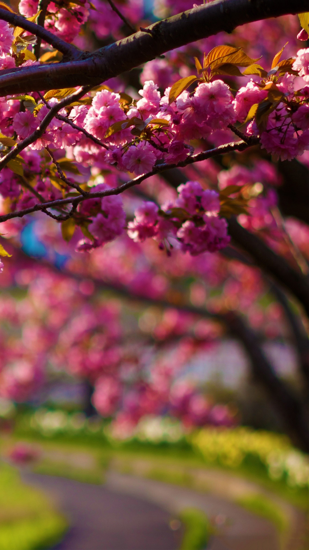 Purple Tree Wallpaper - HD Wallpaper 
