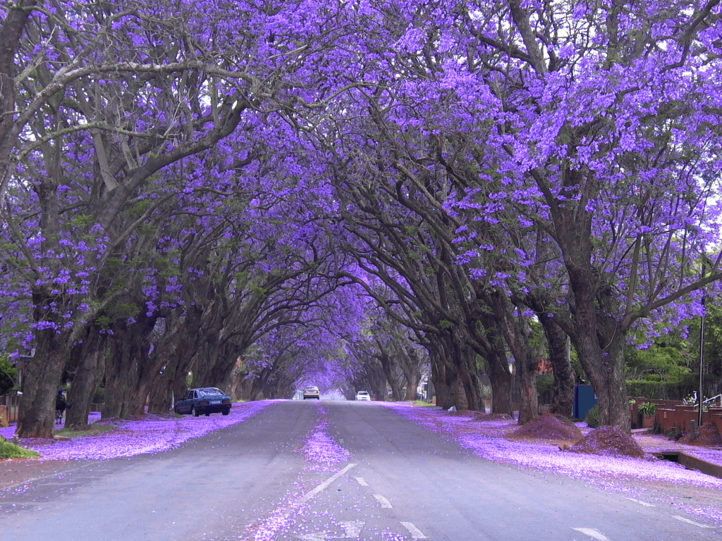 Jacaranda Tree Mexico City - HD Wallpaper 