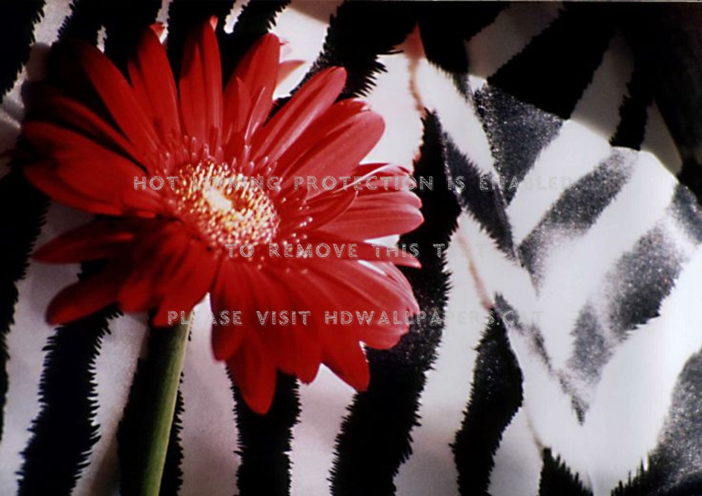 Red Zebra Gerbera Two Colors Flowers - Barberton Daisy - HD Wallpaper 