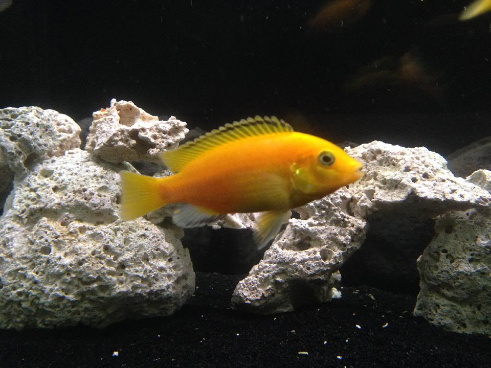 Yellow Lab X Red Zebra - HD Wallpaper 