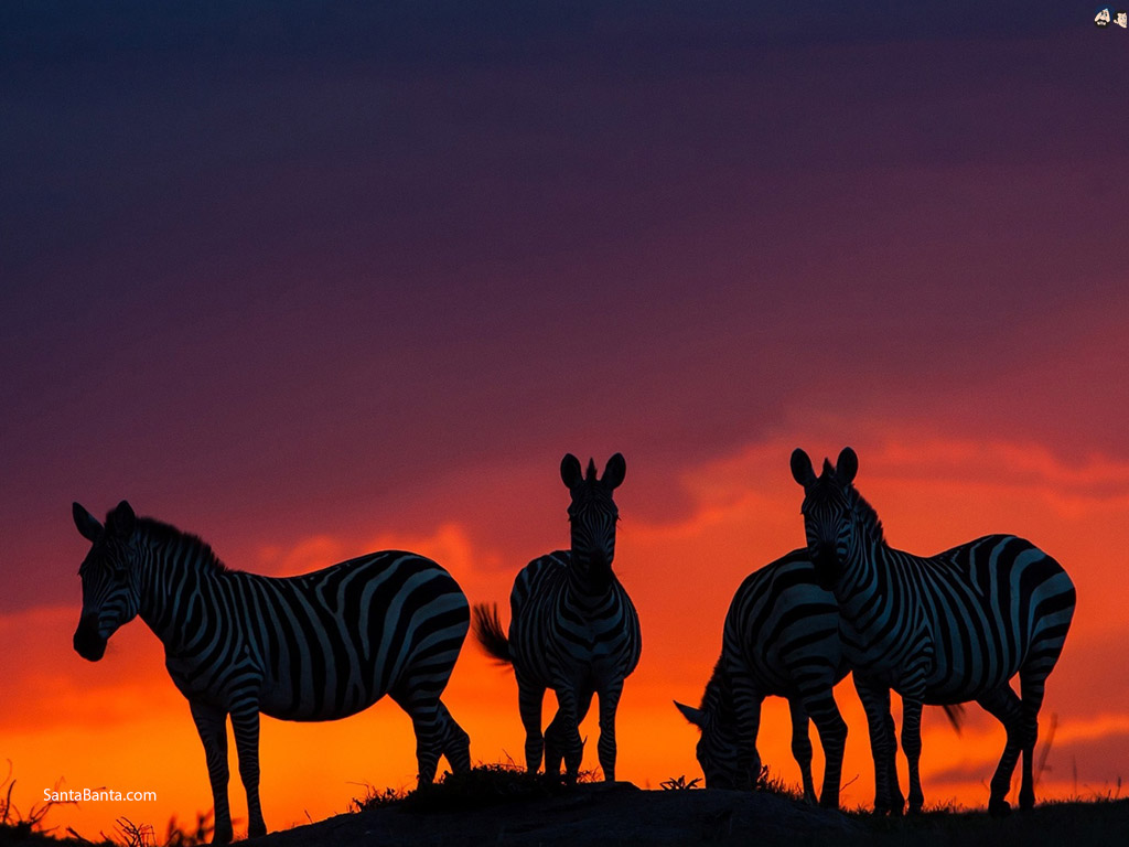 Laptop Wallpaper Animals - HD Wallpaper 