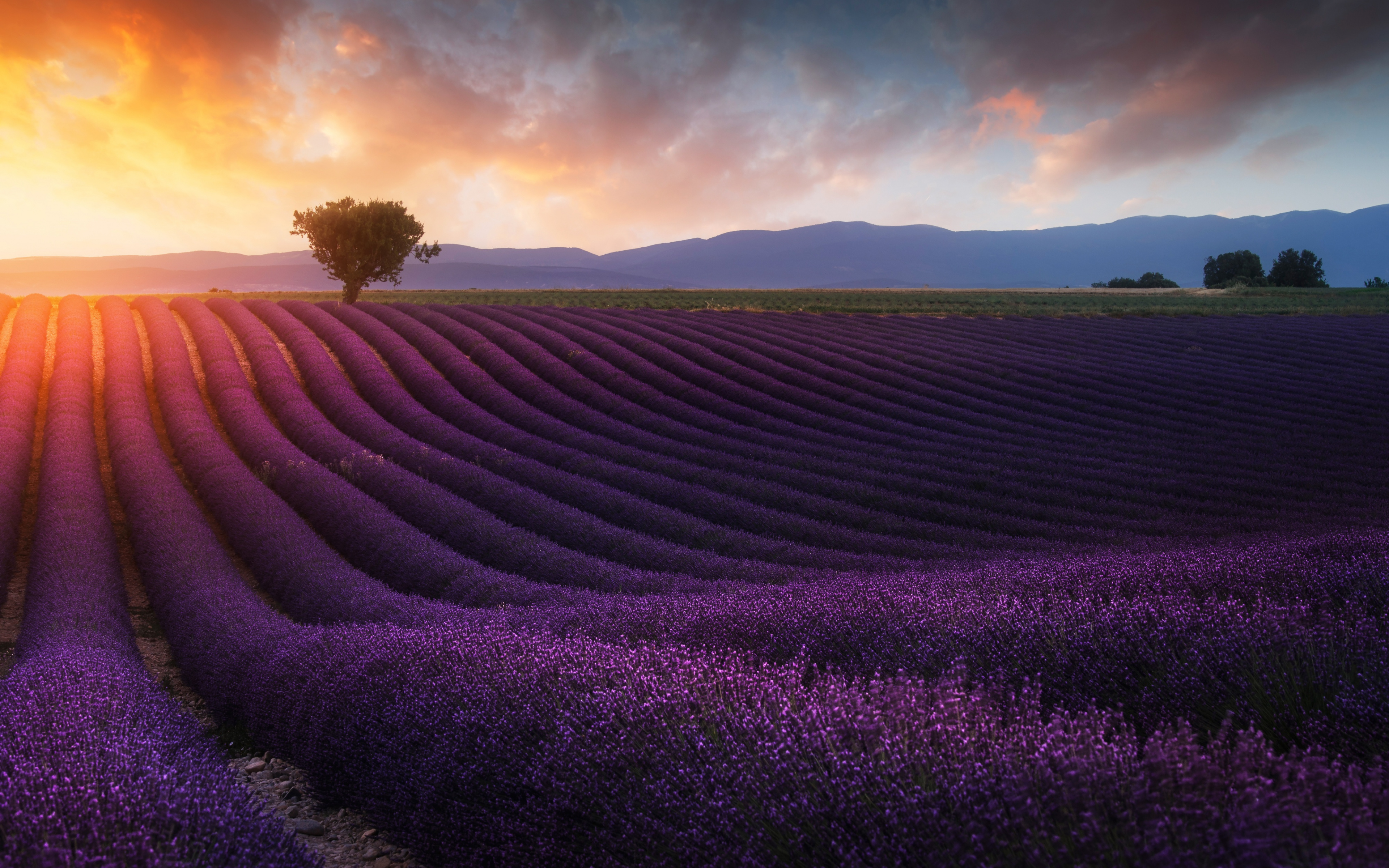 Lavender Field, Sunrise, Scenic, Trees, Purple Flowers - Lavender Farm Hd - HD Wallpaper 