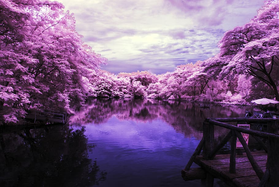 Landscape, Lake, Purple Trees, Infrared Photo, Water, - Purple Trees - HD Wallpaper 