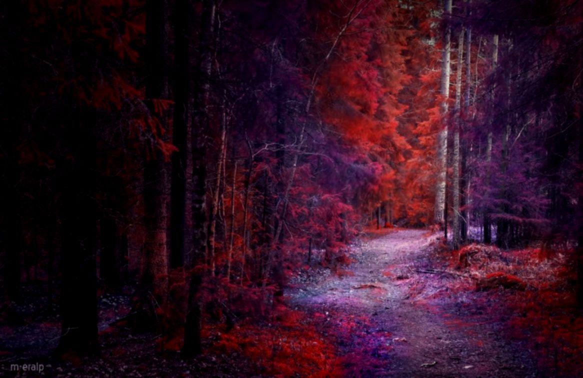 Forest Woods Path Trees Purple Autumn Dreams Wallpapers - Autumn Purple - HD Wallpaper 