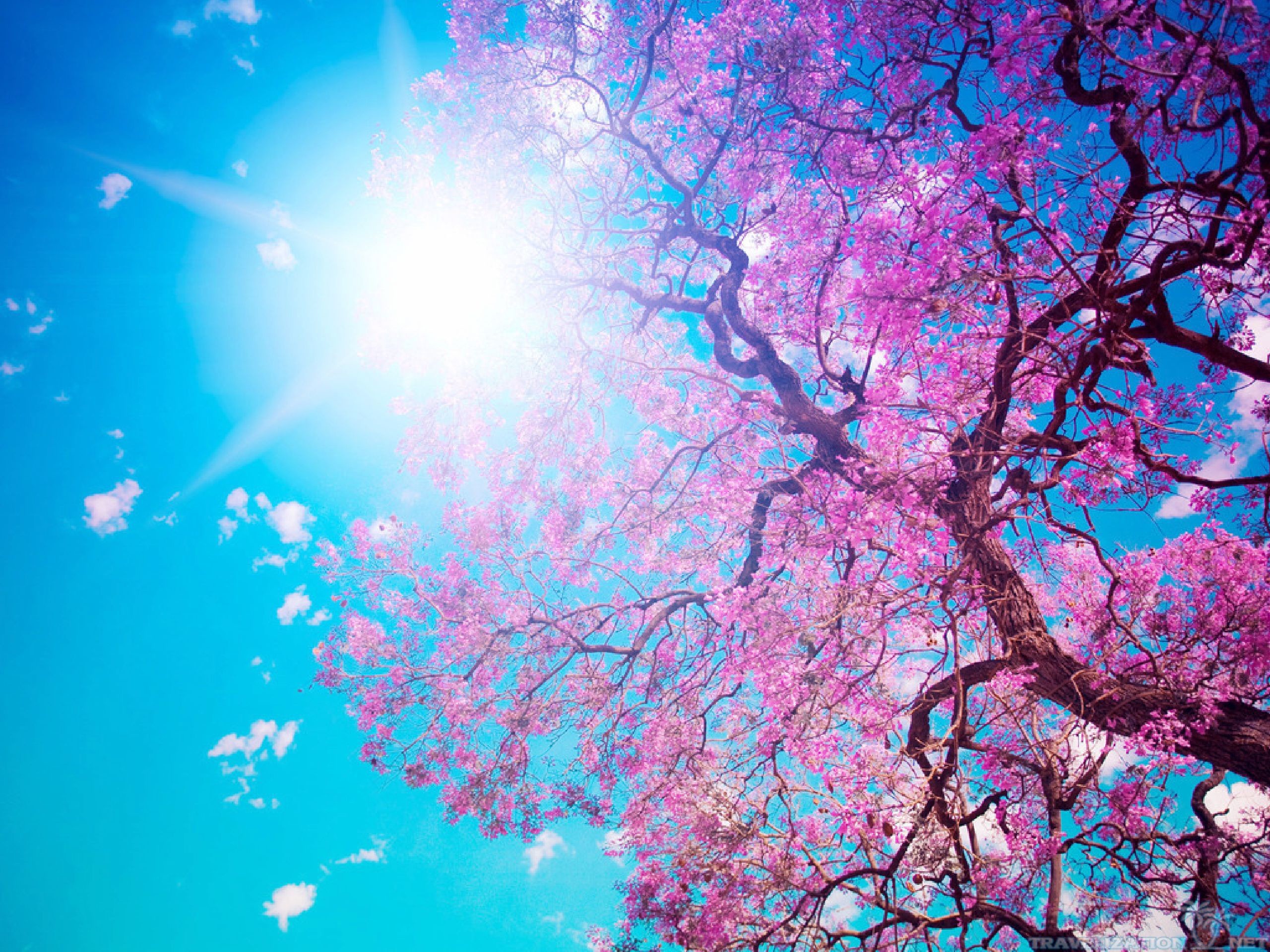 You Can Find Beautiful Tree Wallpapers In Many Resolution - Nike Sb Hd - HD Wallpaper 