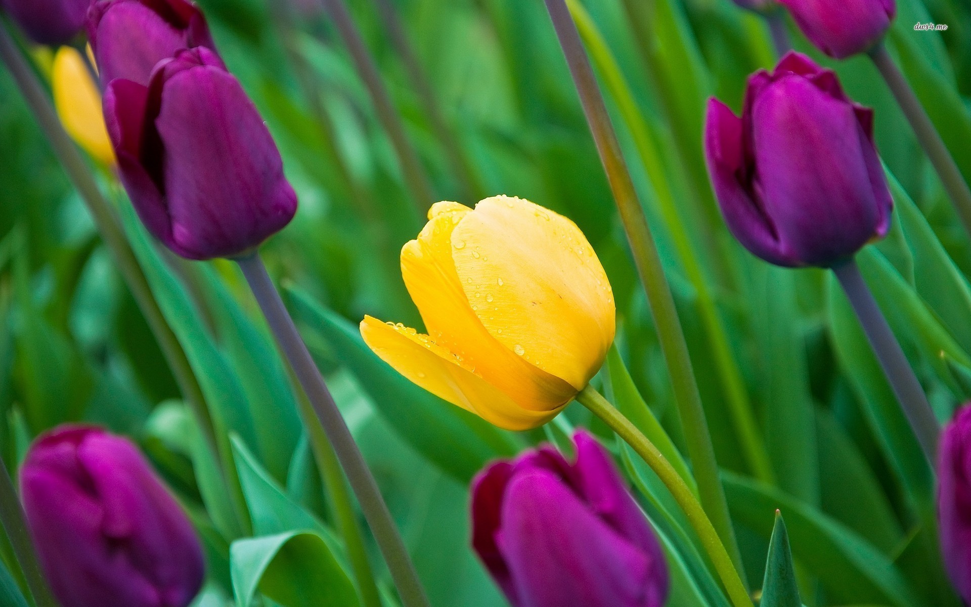 Tulips Purple And Yellow Flowers - HD Wallpaper 