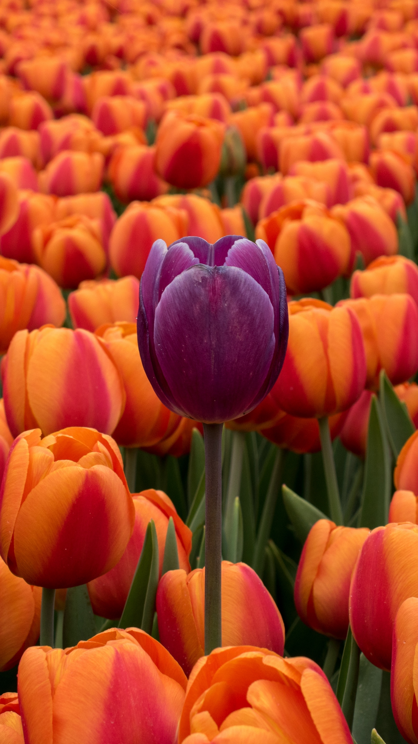 Wallpaper Tulips, Flower Bed, Contrast, Flowers, Orange, - Purple And Orange Iphone - HD Wallpaper 