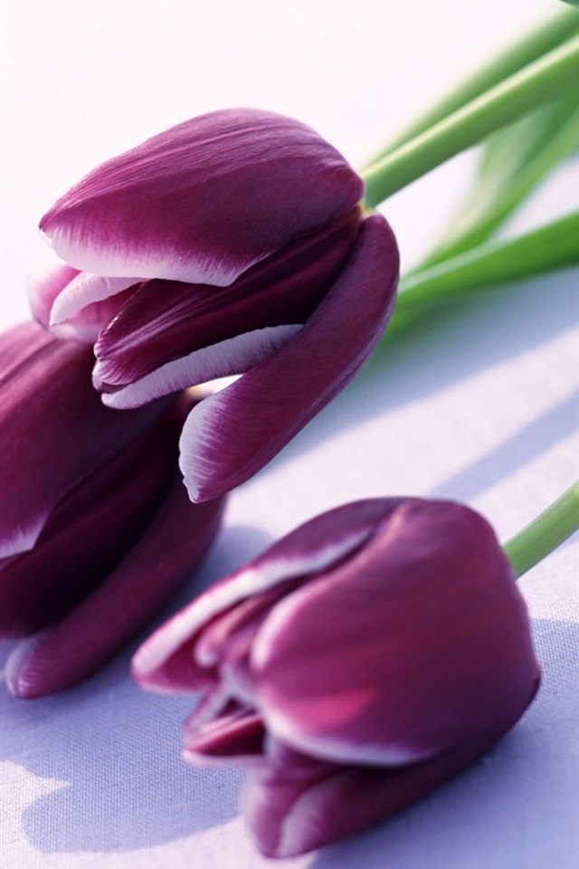 Iphone Wallpaper Purple Tulips - Purple Tulips Wallpaper Iphone - HD Wallpaper 