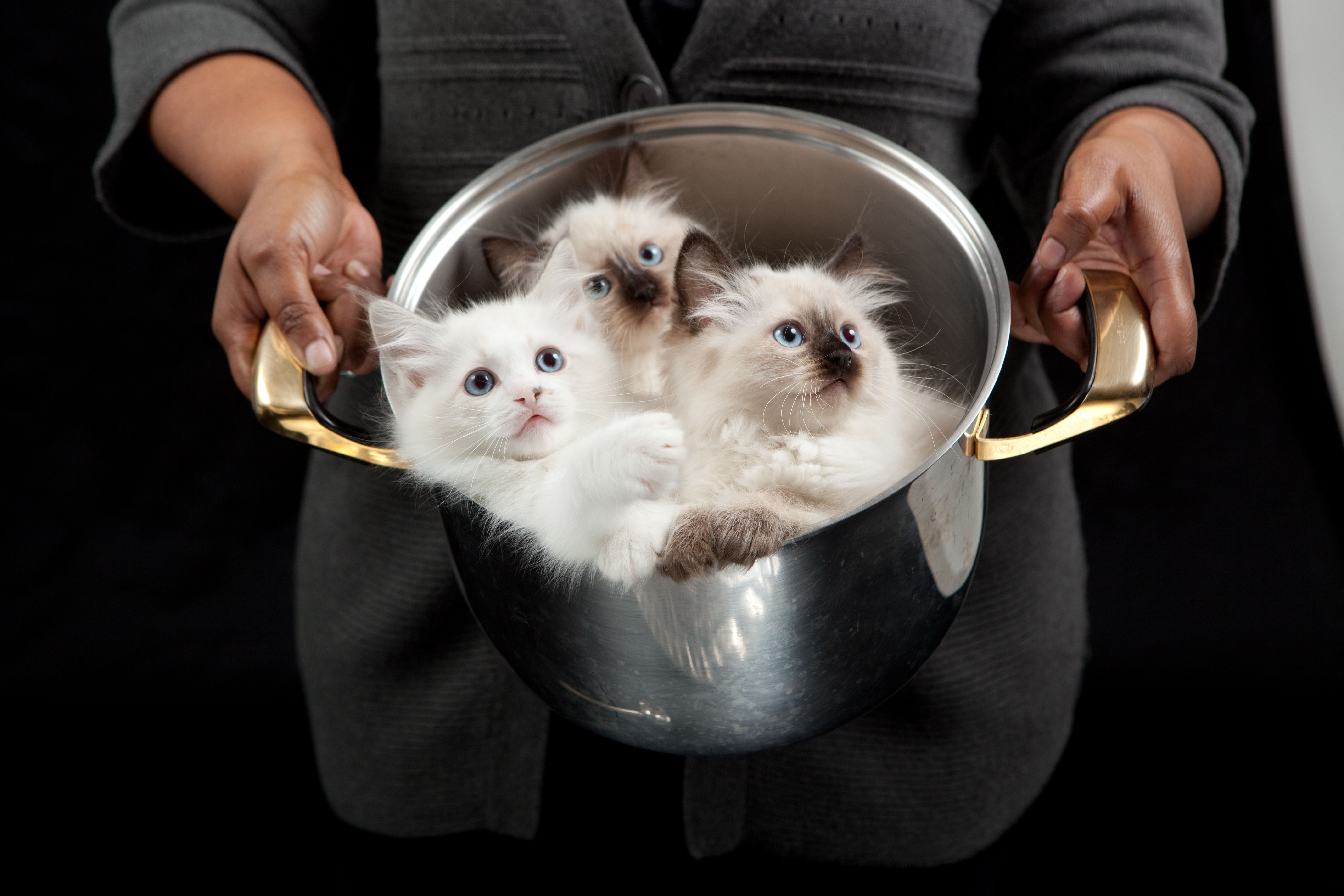 Wallpaper Kittens, Fluffy, Pan, Down, Hands - Kittens In Pan - HD Wallpaper 