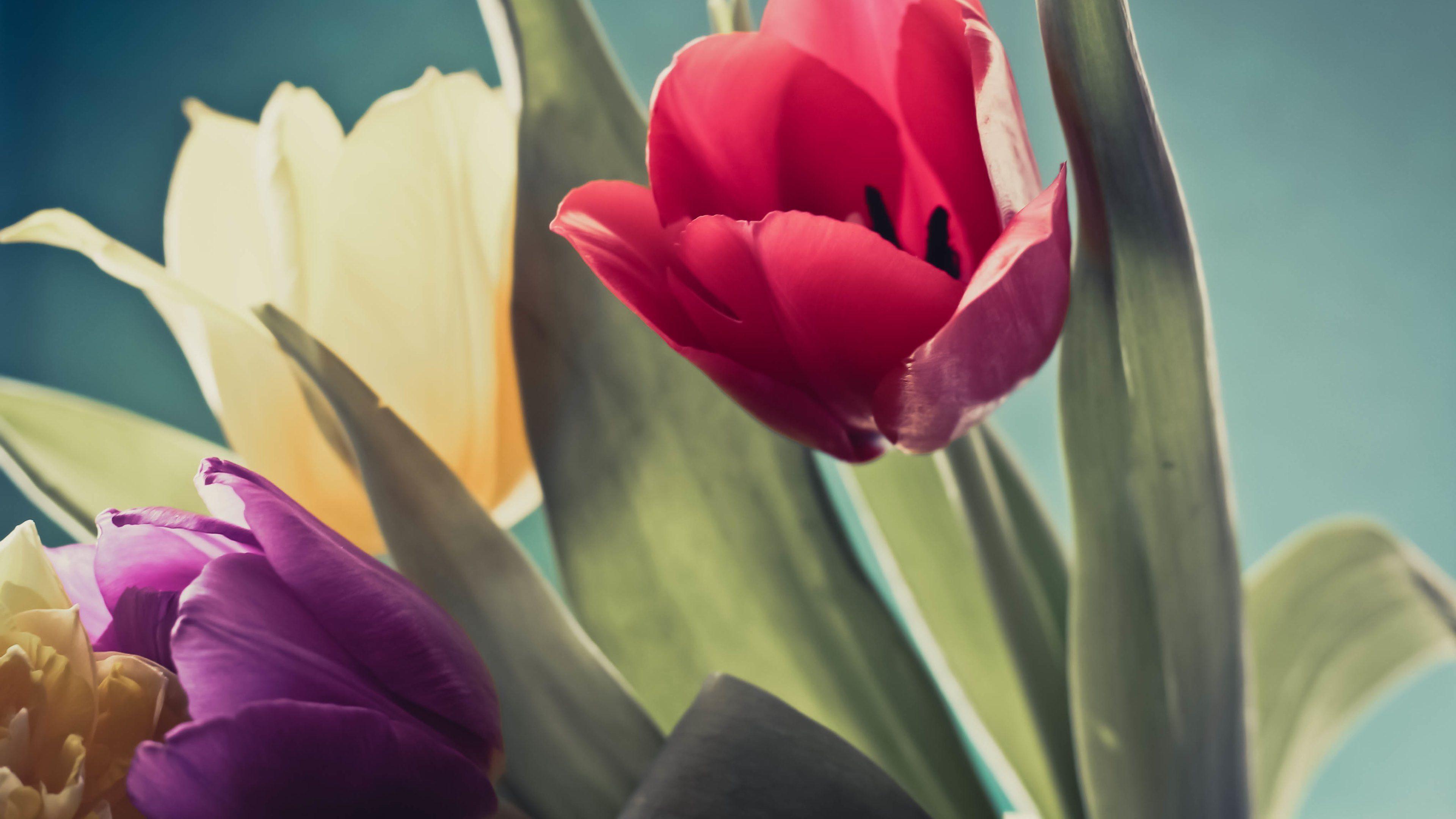 Red And Purple Tulips - HD Wallpaper 