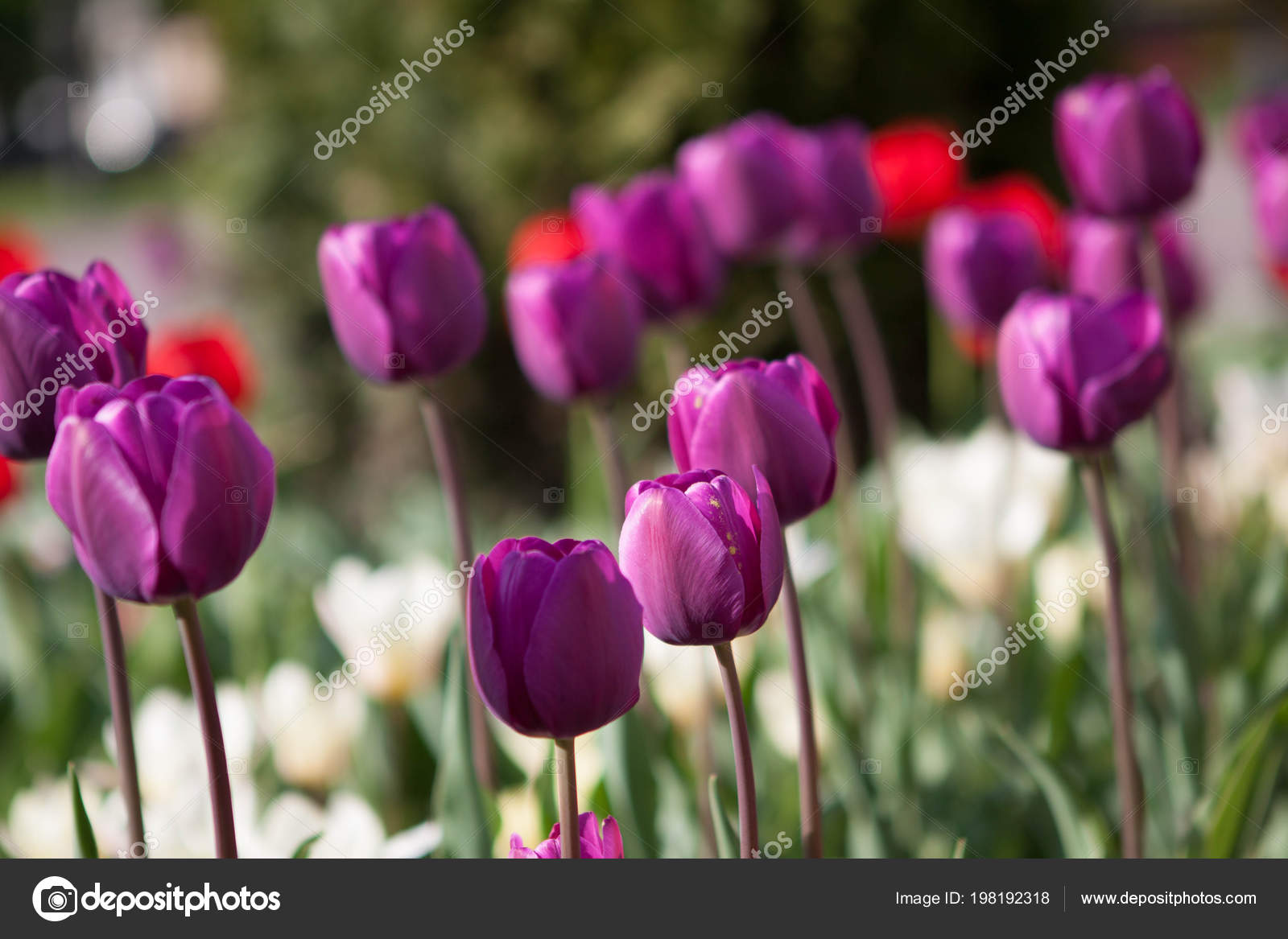 Tulip - HD Wallpaper 