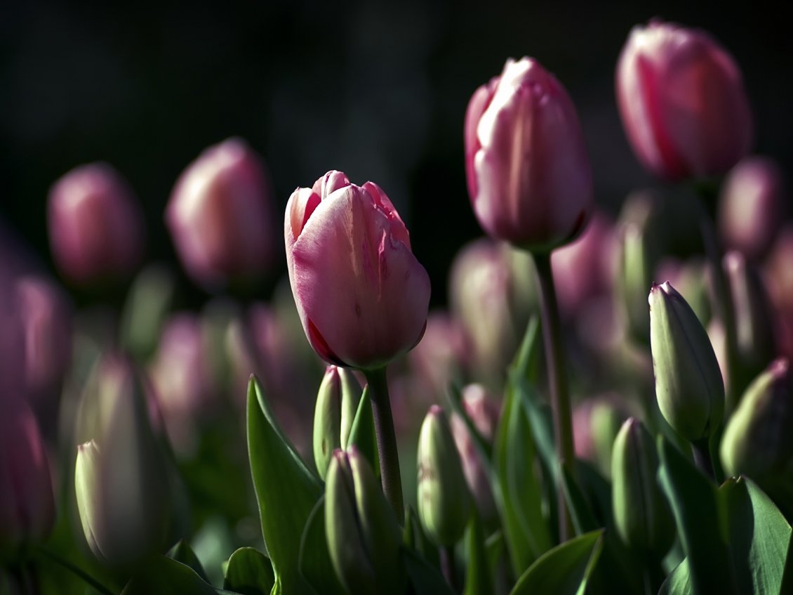 Download Wallpaper Garden Full With Purple Tulips - HD Wallpaper 
