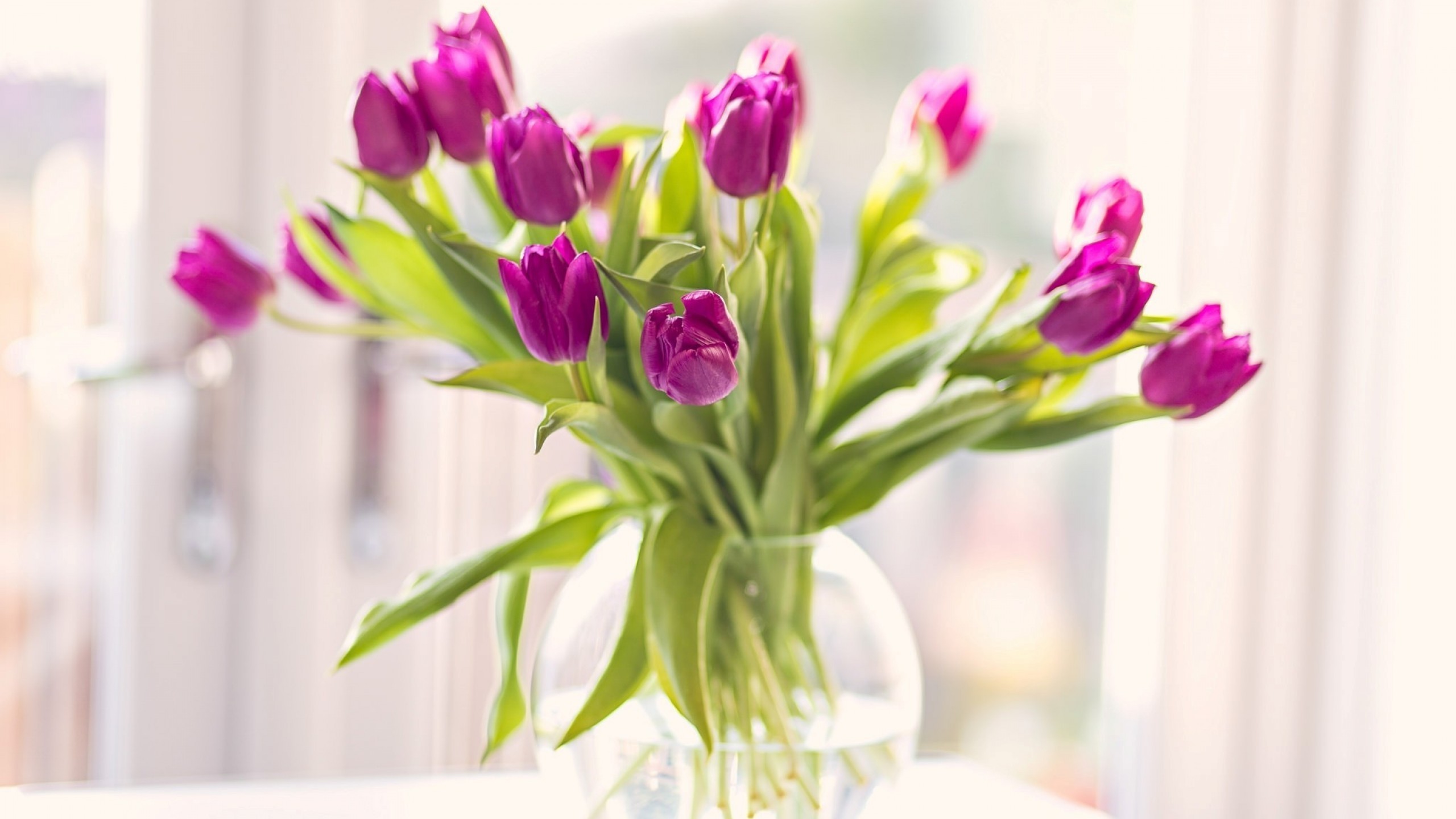 Purple Tulip, Vase, Petals, Leaves, Blurred - HD Wallpaper 