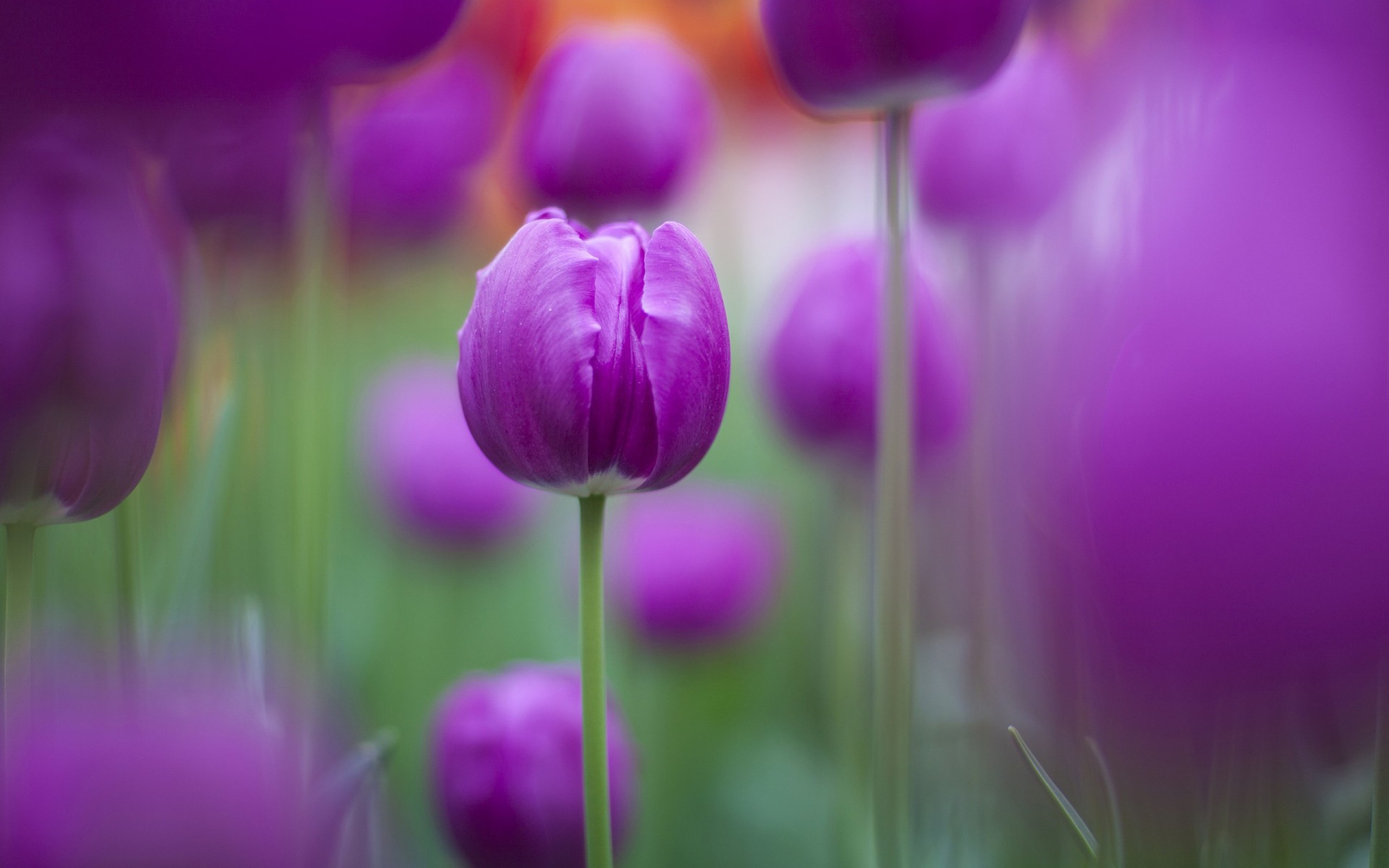 Purple Colour Flower Hd - HD Wallpaper 