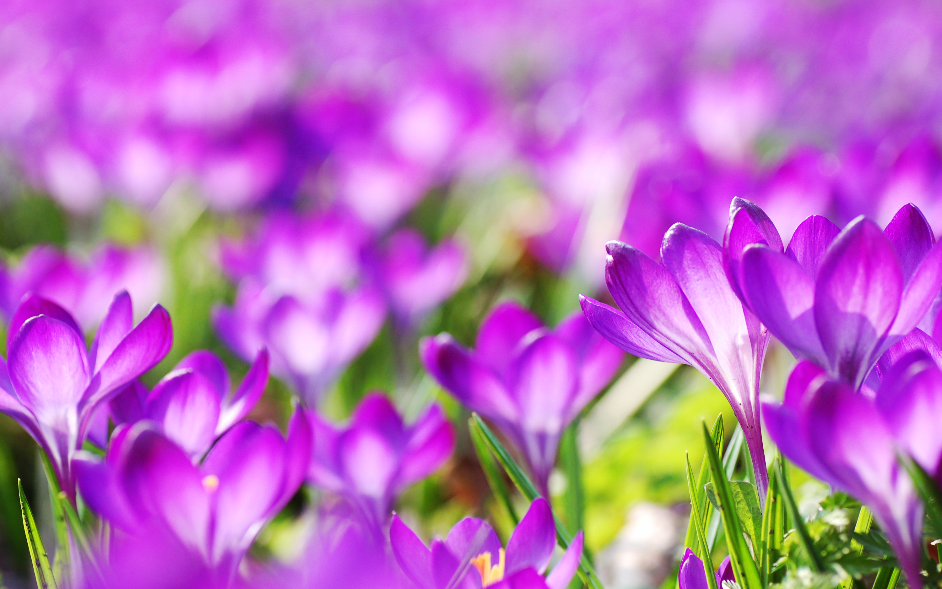 Purple Crocus Flowers8127310709 - Good Morning Image Telugu Hd - HD Wallpaper 