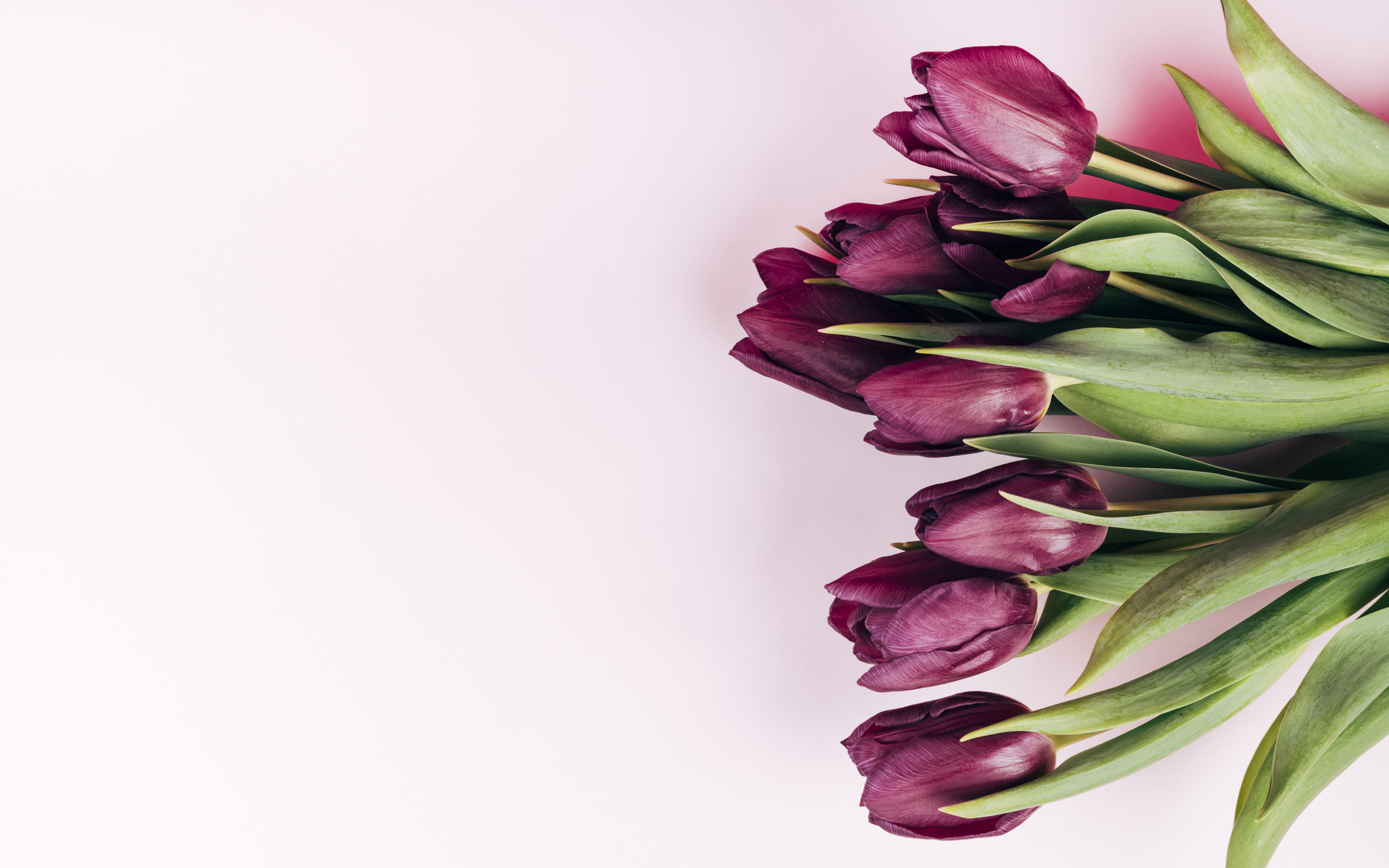 Purple Tulips, Spring Flowers, Tulips On A Pink Background, - Tulip - HD Wallpaper 