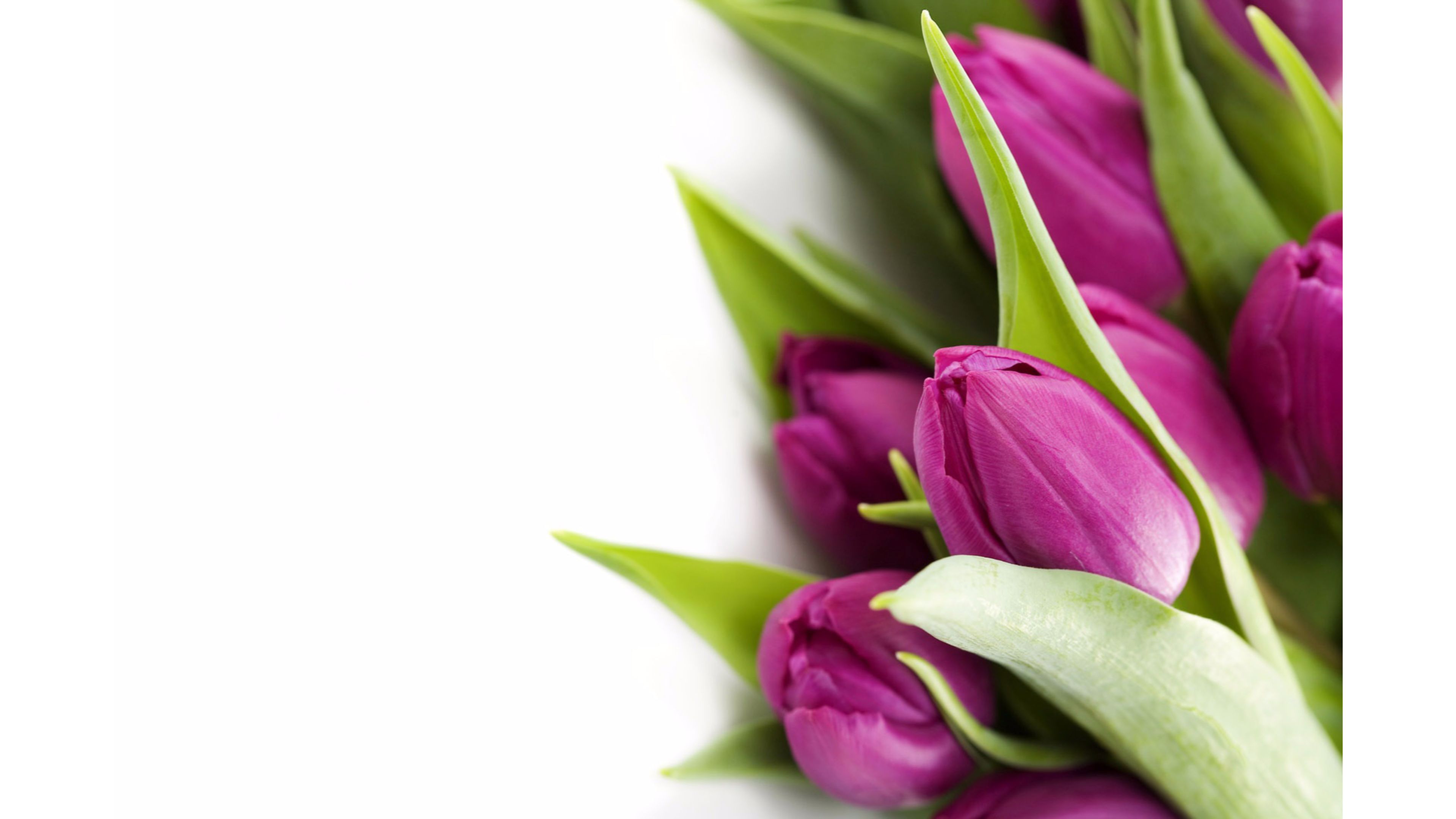 Widescreen Wallpapers Of Tulips New Pics - Violet Tulip White Background - HD Wallpaper 