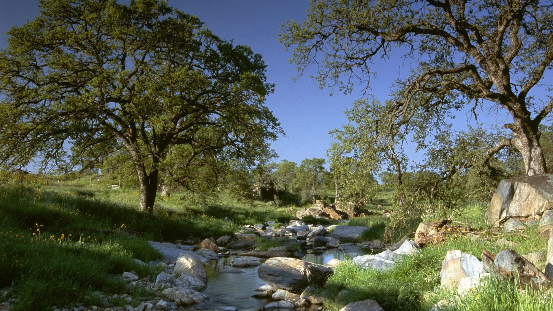 Psalm Kjv Wallpaper - Jeremiah 17 5 8 - HD Wallpaper 