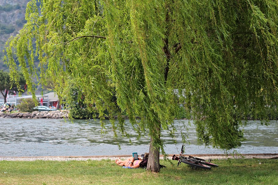 Relax, Rest, Read, Tree, Green, Water, Recovery, Concerns, - Willow - HD Wallpaper 