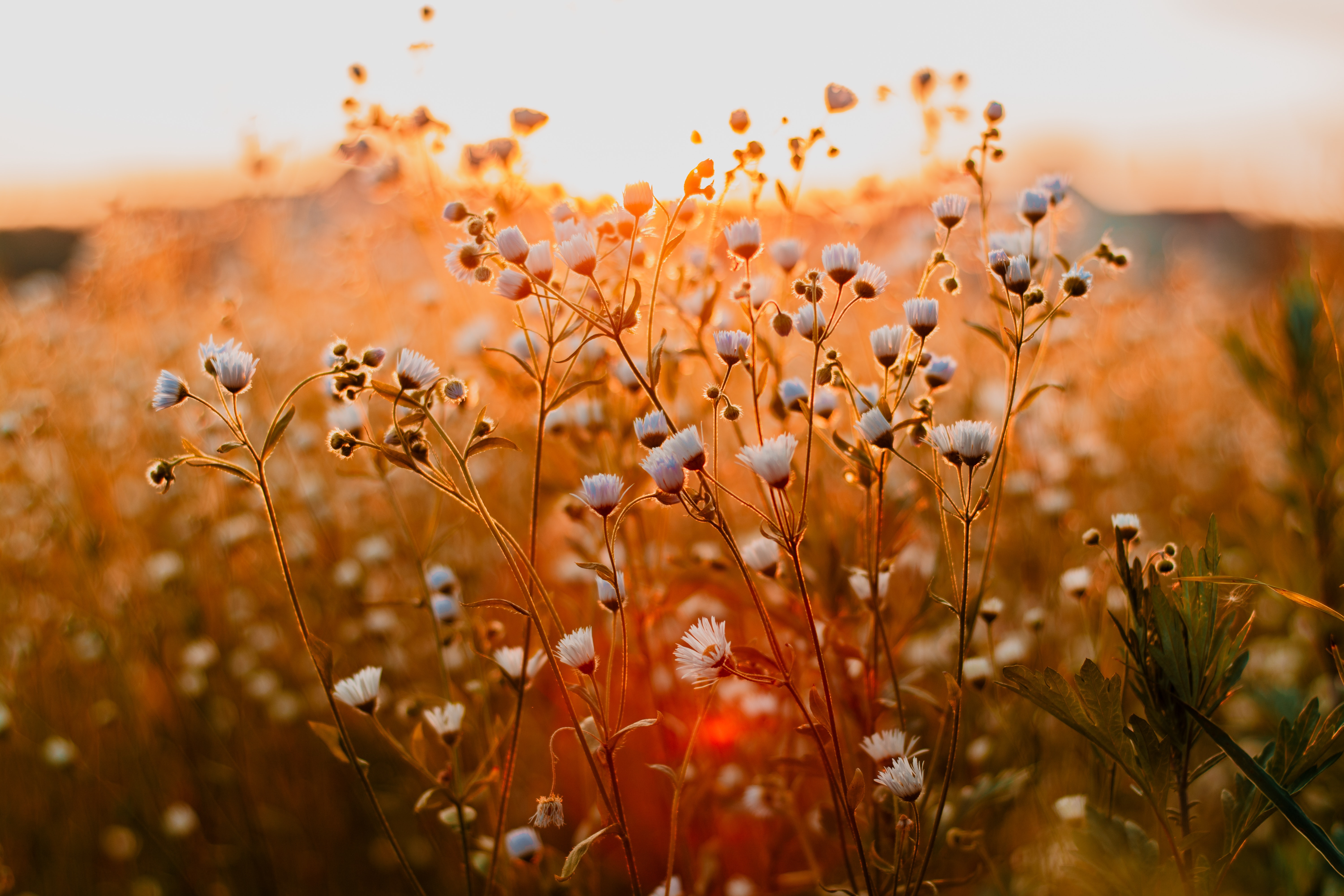 4k Wallpaper Beautiful Bloom - White Flowers In Sunset - HD Wallpaper 