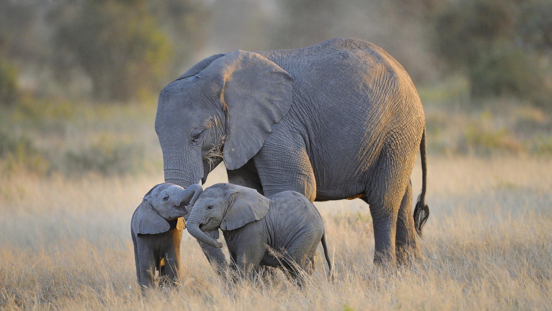 Elephant And Baby Hd - HD Wallpaper 
