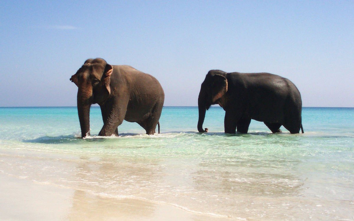 Elephants In The Beach - HD Wallpaper 