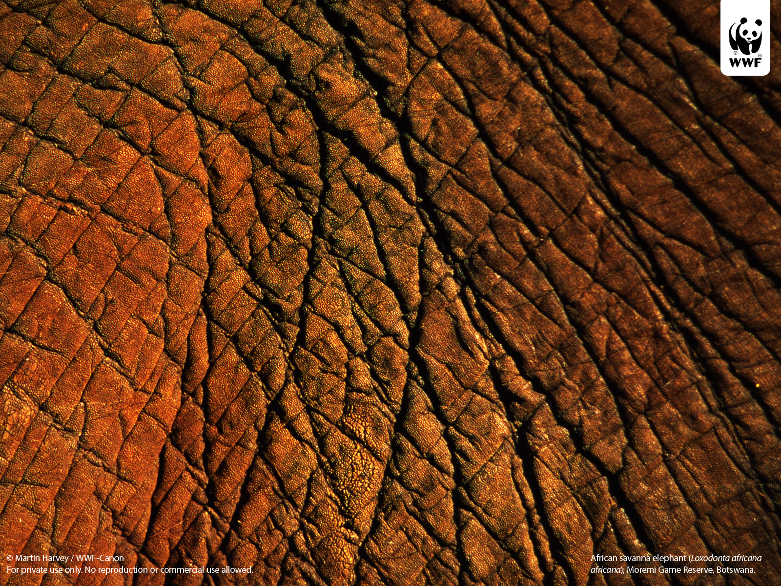 Indian Elephant - HD Wallpaper 